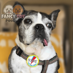 Bowie Ziggy Stardust Tag Dog Collar