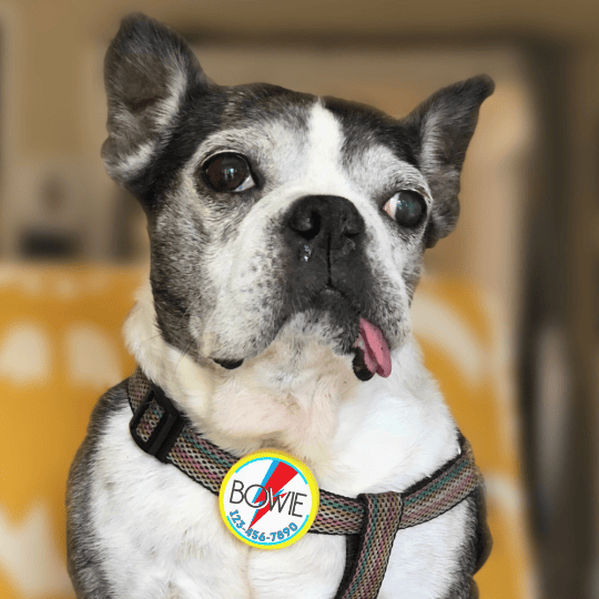 Bowie Ziggy Stardust Tag Dog Collar