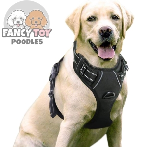 Dog Harness with 2 Leash Clips