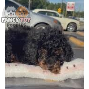 Female Red Phantom Mini Poodle