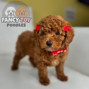 Female Red Teacup Poodl