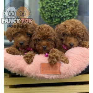 Female Red Toy Poodle