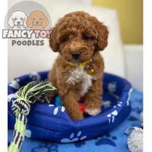 Female Red Toy Poodle