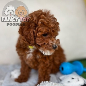 Female Teacup Poodle