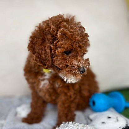 Female Teacup Poodle