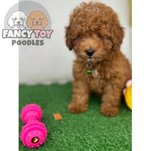 Female Toy Poodle