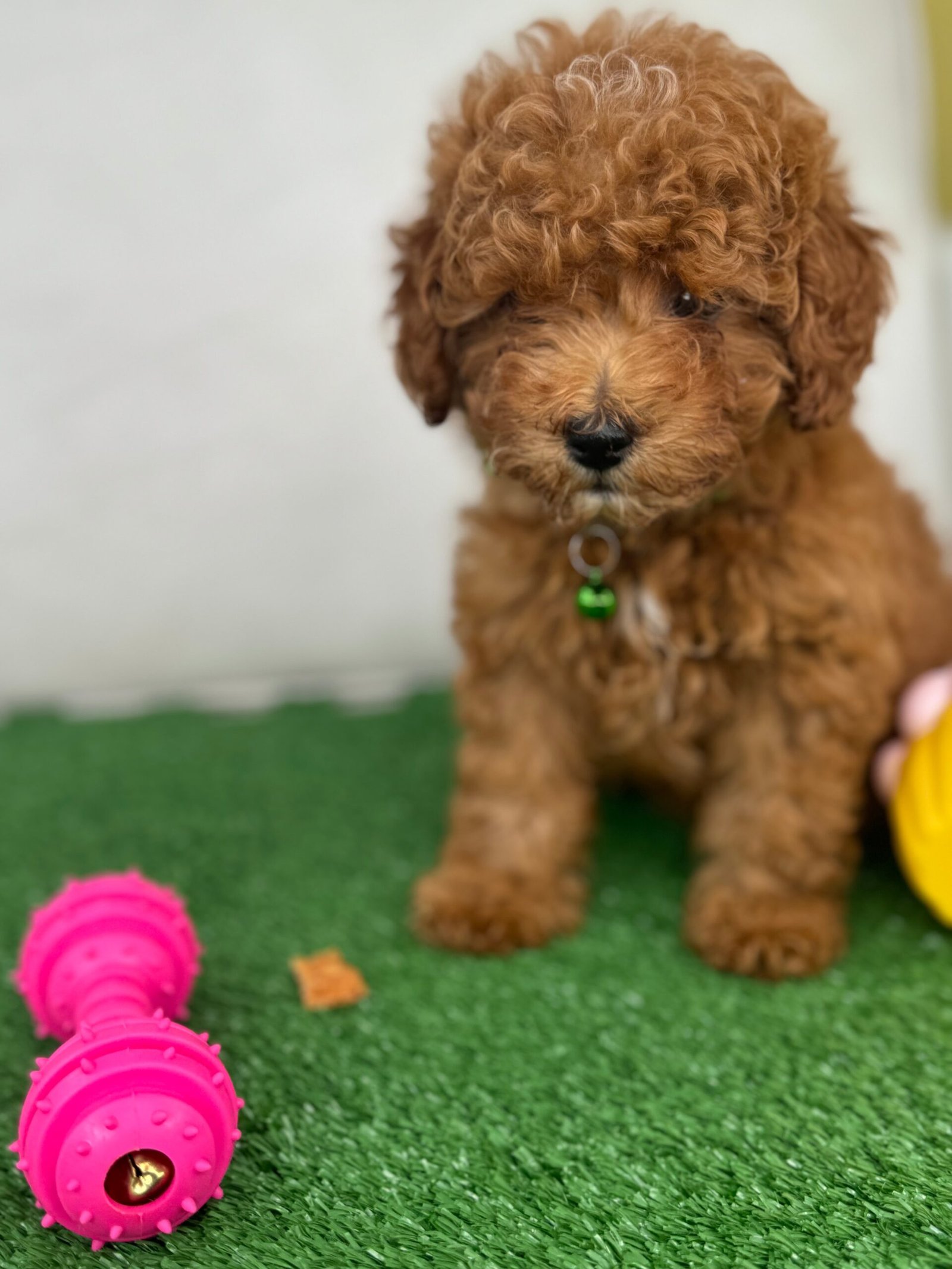 Female Toy Poodle