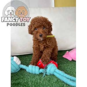 Female Toy Poodle