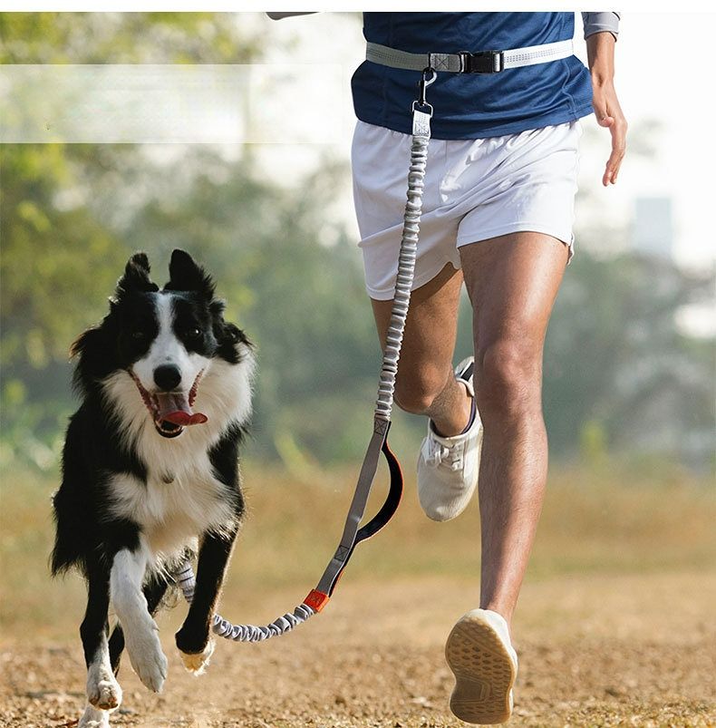 Hands Free Dog Leash