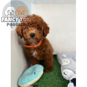 Male Toy Poodle