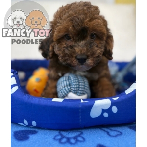 Male Brindle Merle Toy Poodle