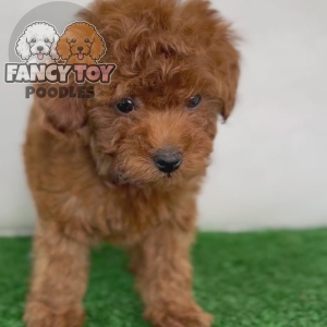 Male Micro Poodle