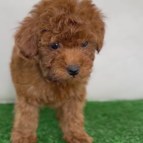 Male Micro Poodle