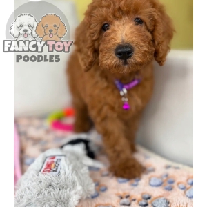 Male Miniature Poodle