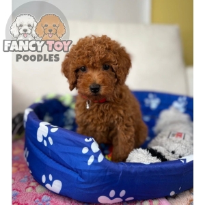 Male Red Teacup Poodle