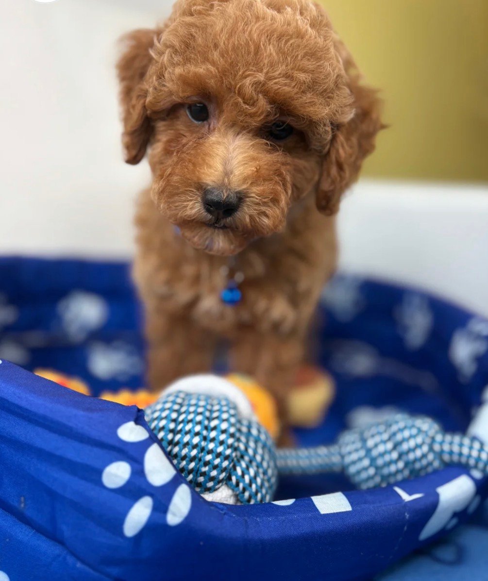 Male Red Toy Poodle