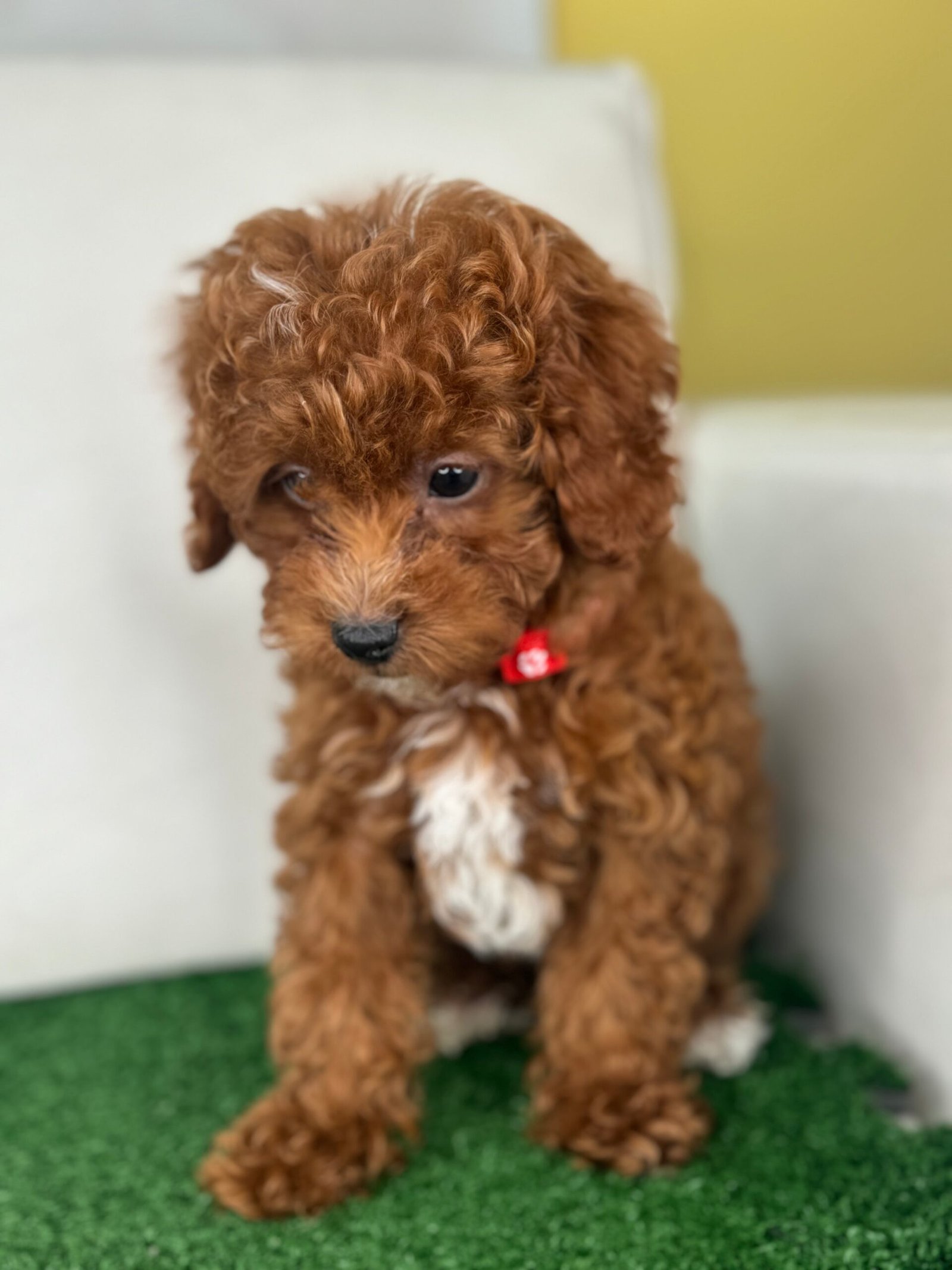 Male Red Toy Poodle