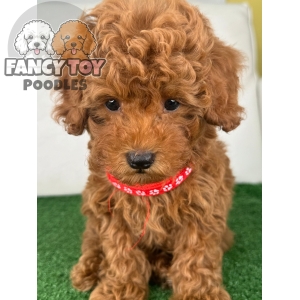 Male Red Toy Poodle