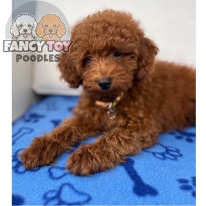 Male Red Toy Poodle