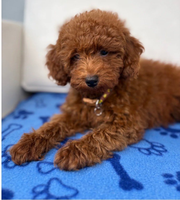 Male Red Toy Poodle