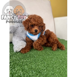 Male Teacup Poodle