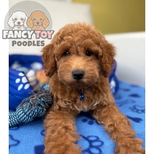 Male Toy Poodle