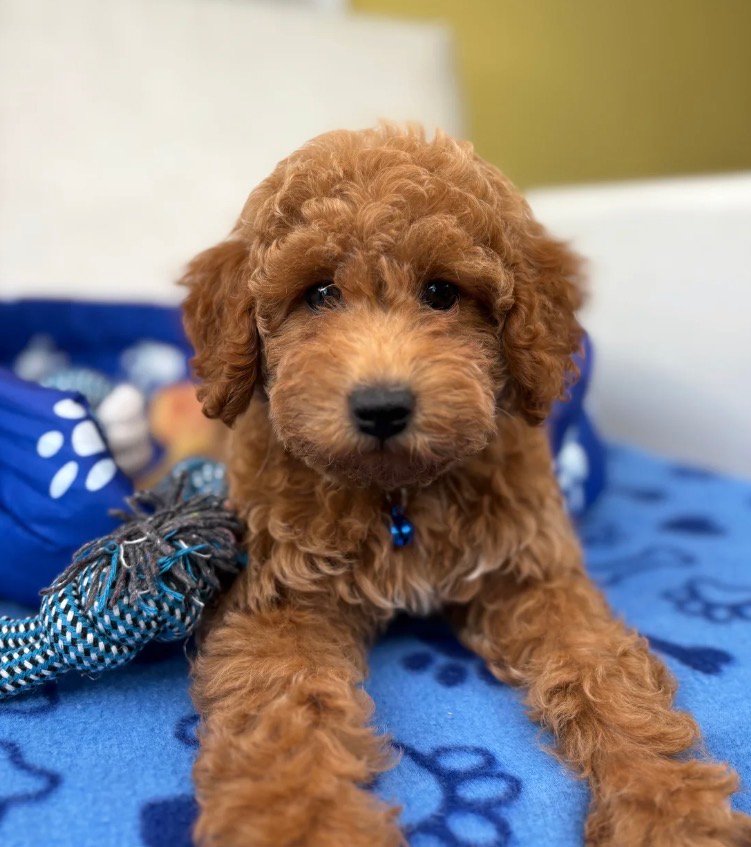 Male Toy Poodle
