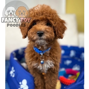 Male Toy Poodle
