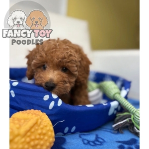 Male Toy Poodle