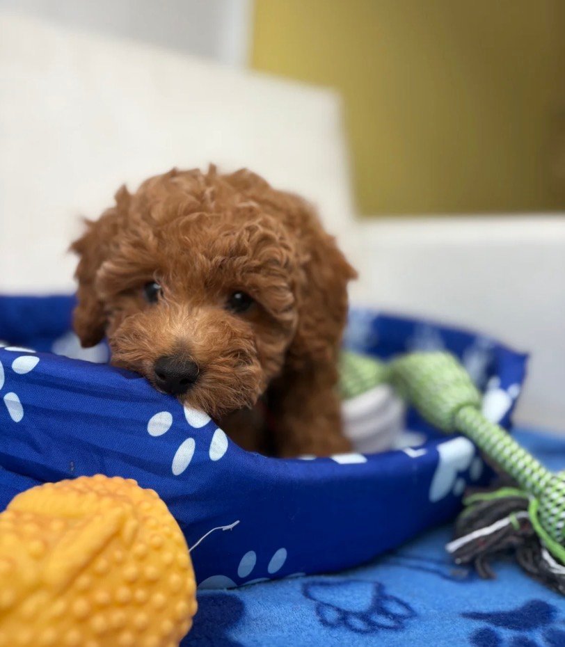 Male Toy Poodle