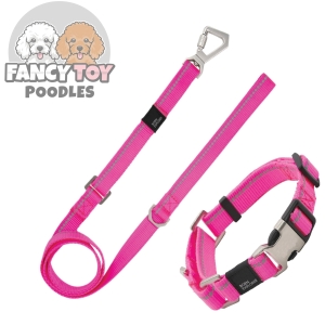 Training Dog Leash and Collar