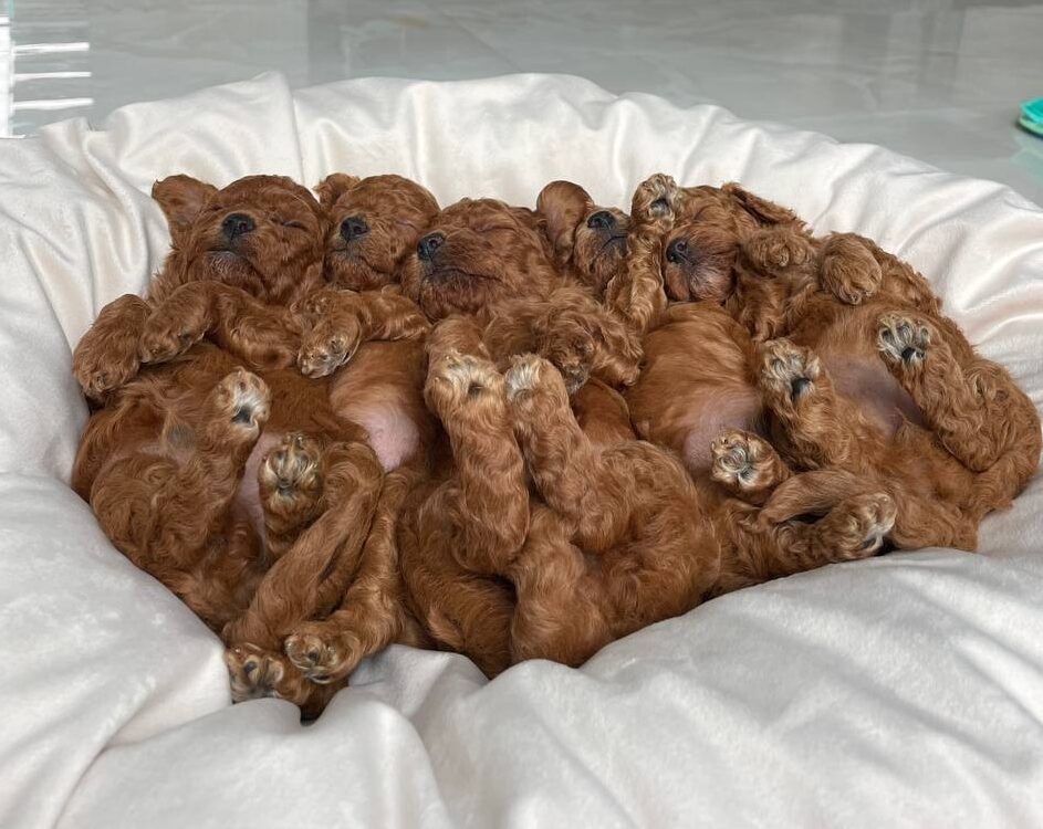 toy poodles for sale