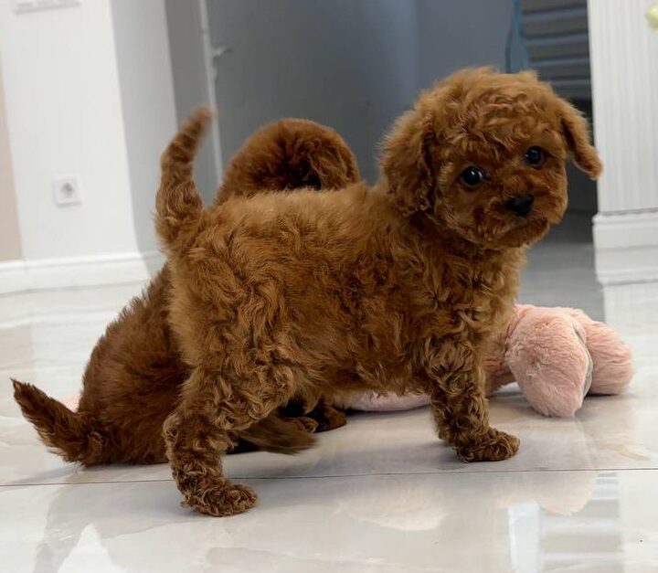 How do I know if poodle puppies for sale are purebred?
