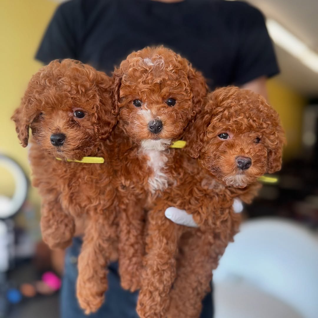 Super Red Male Toy Poodle