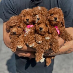Available Poodles puppies