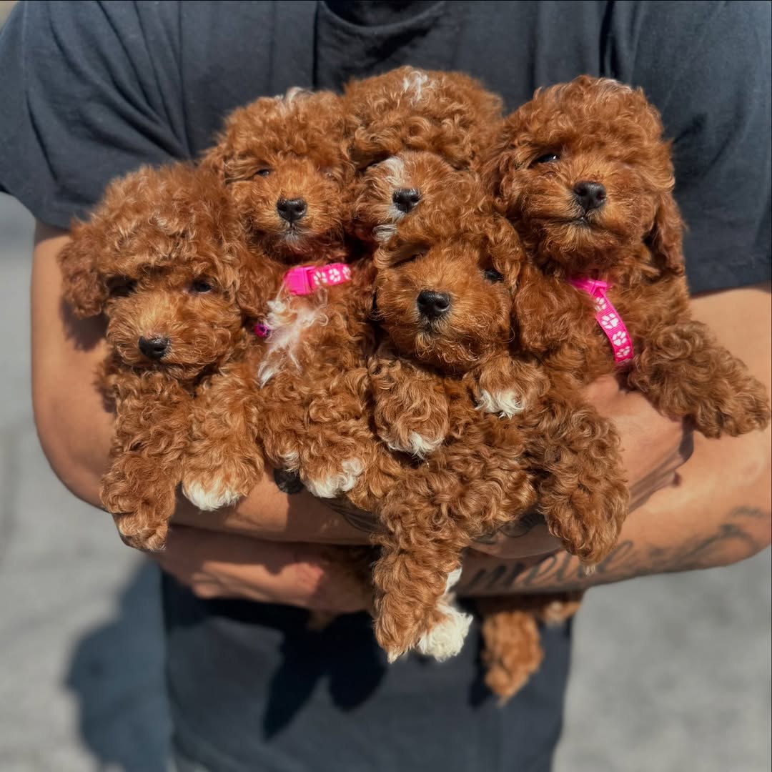 Mini Tea Cup poodles for sale