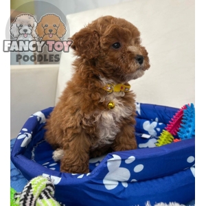 Red and white Female Toy Poodle