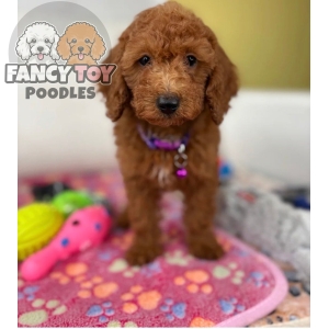 Red Female Mini Poodle
