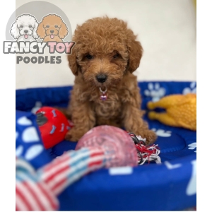 Red Female Teacup Poodle