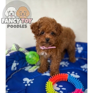 Red Female Teacup Poodle