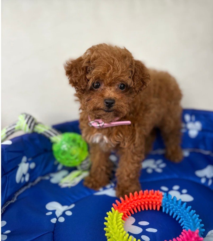 Red Female Teacup Poodle