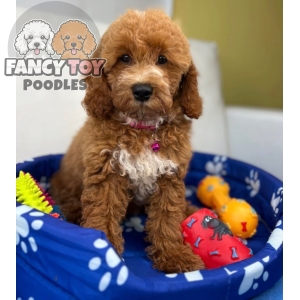 Red Male Miniature Poodle