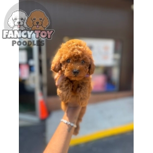 Red Male Toy Poodle