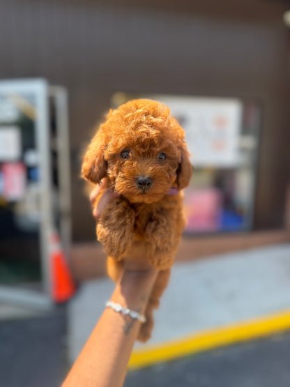 Red Male Toy Poodle