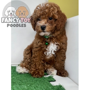 Red Male Toy Poodle