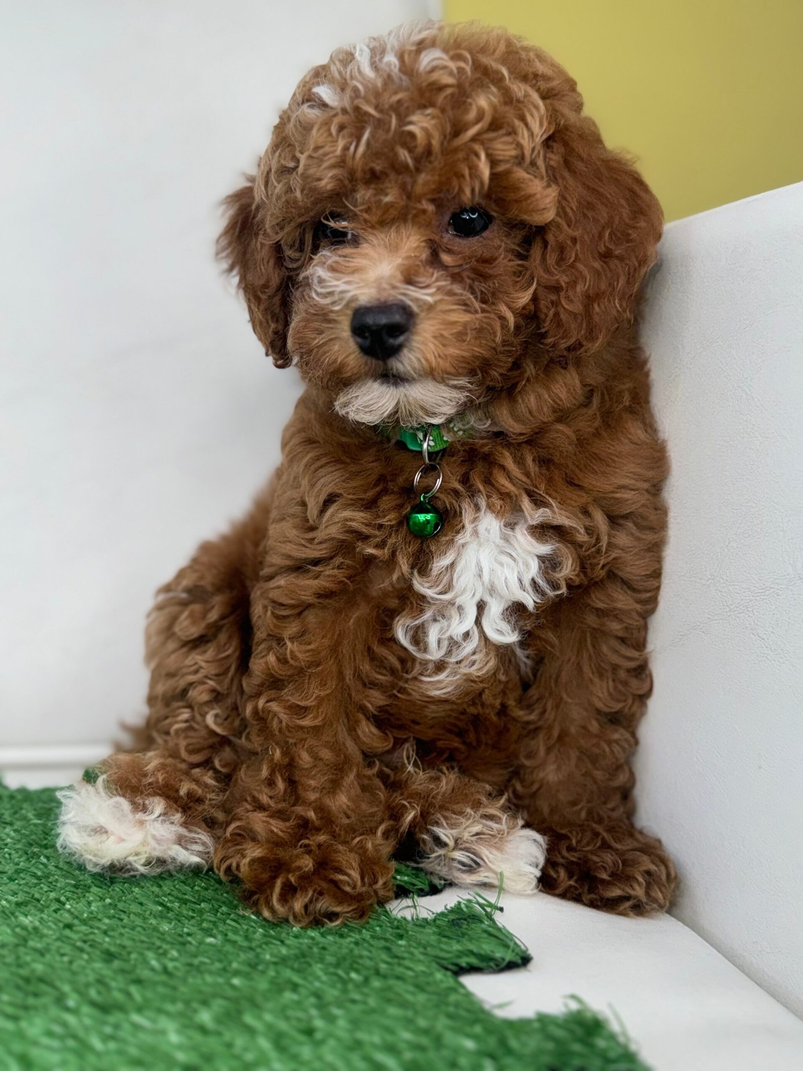Red Male Toy Poodle