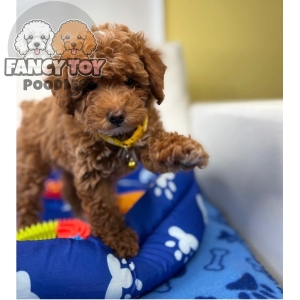 Red Male Toy Poodle
