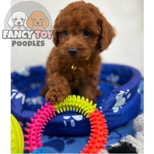 Super Red Female Toy Poodle