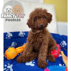 Super Red Male Toy Poodle